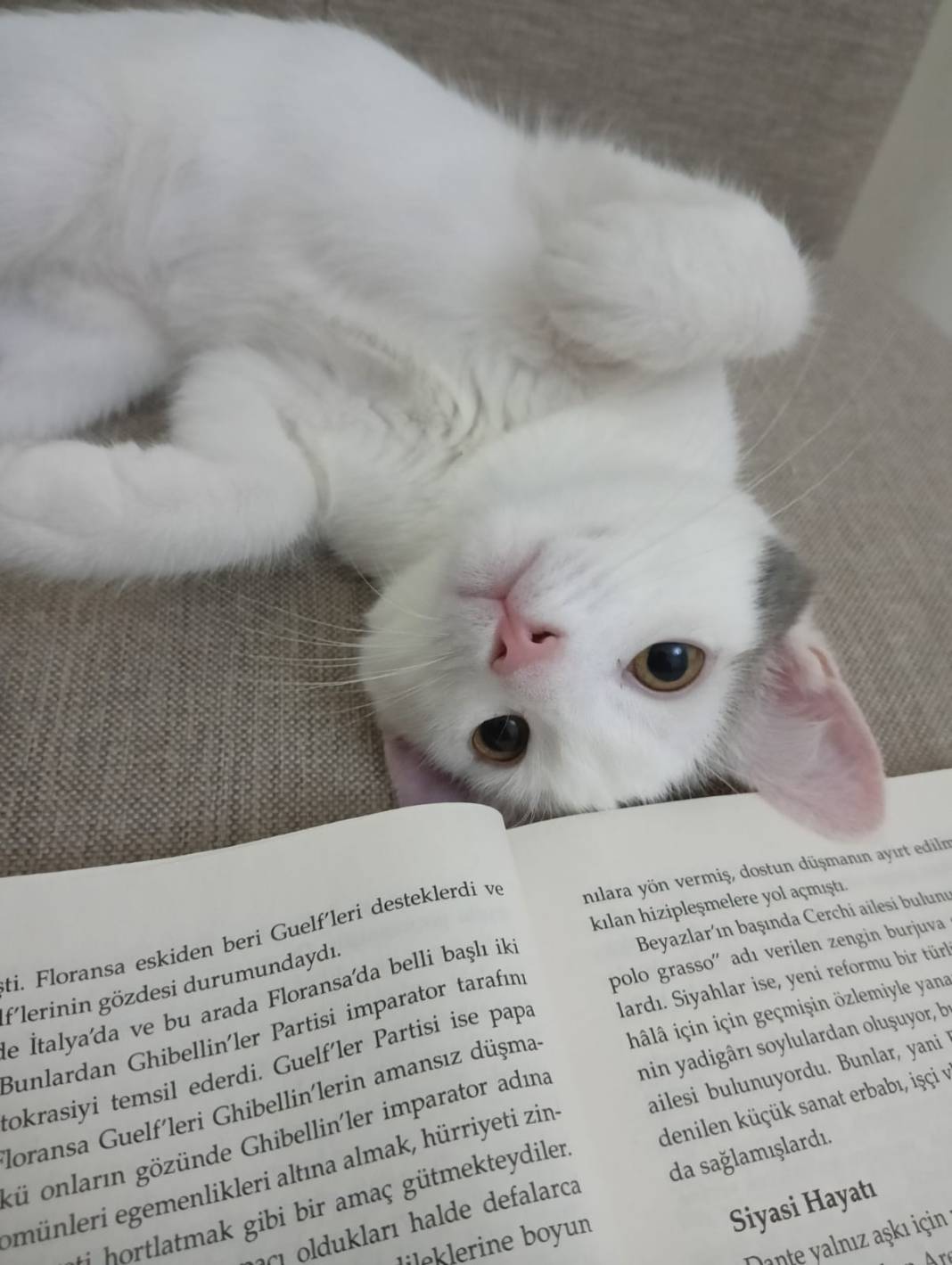 Kedi tüyü gerçekten öldürür mü? Uzman isim son noktayı koydu 2